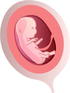 fetus