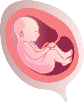 fetus