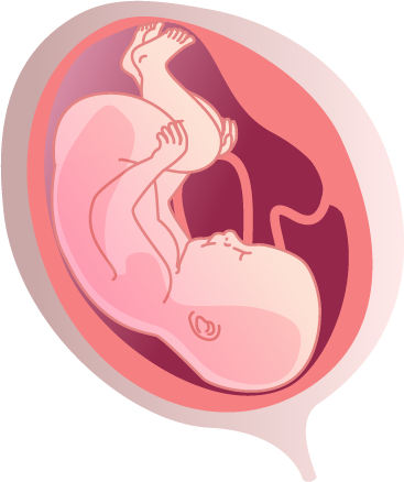 fetus